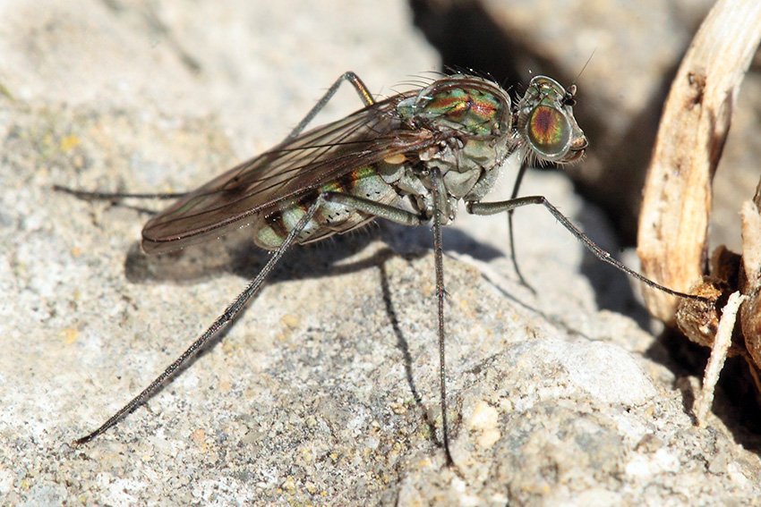 Dolichopodidae:  Liancalus virens